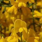 Cytisus balansae Flower