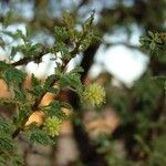 Acacia tortilis Blüte