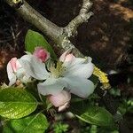 Malus domestica Flor