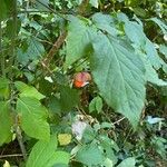 Euonymus occidentalis Fruit