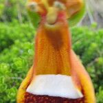 Calceolaria uniflora Інше