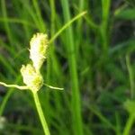 Carex tetrastachya Blüte