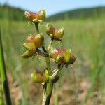 Scheuchzeria palustris Gyümölcs