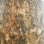 Platanus occidentalis Bark