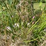 Epilobium parviflorumCvet