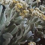 Helichrysum gossypinum Vivejo