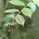 Marcgravia umbellata Leaf