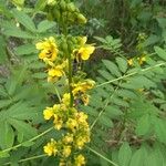 Senna marilandica फूल