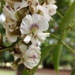 Poecilanthe parviflora Flor