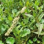 Persicaria decipiens Blatt