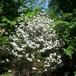 Rhododendron tashiroi Hábito