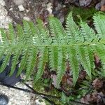 Polystichum aculeatum Blad