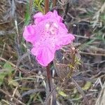 Agalinis purpurea Virág