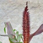 Cenchrus americanus Flor