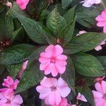 Impatiens walleriana 葉