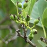 Cordia myxa Fruit