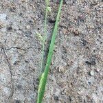 Eragrostis elongata ശീലം