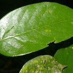 Licania hypoleuca Leaf