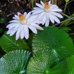 Nymphaea lotus Flor