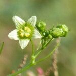Bryonia alba Λουλούδι