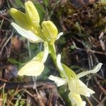 Orchis provincialis Flor