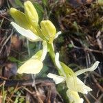 Orchis provincialis Bloem