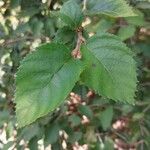 Betula chinensis Levél