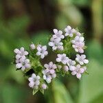 Valeriana eriocarpa Fiore