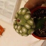 Blossfeldia liliputana Yaprak