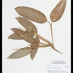 Ischnosiphon puberulus Hoja