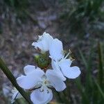 Libertia chilensis Blomst