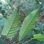 Minquartia guianensis Blatt