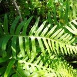 Polypodium interjectum ഇല