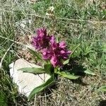 Dactylorhiza sambucinaFloare