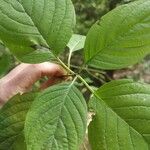 Cornus rugosa Foglia