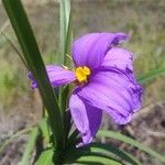 Vellozia squamataFlower