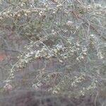 Artemisia filifolia Лист