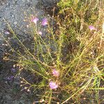 Agalinis edwardsiana Habit