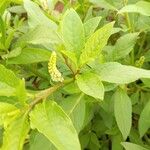 Phytolacca octandra Hoja