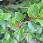 Cotoneaster adpressus 葉