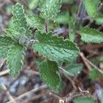 Nepeta cataria Leaf