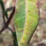 Barleria lupulina Blad