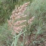 Phragmites australisVirág