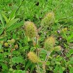 Acalypha aristata Hoja