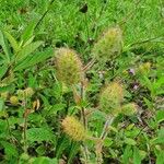 Acalypha alopecuroidea Blatt