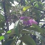 Callicarpa formosana Λουλούδι