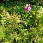 Betonica officinalis Habitus