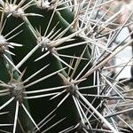 Pachycereus pringlei Leaf