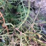 Picris hieracioides পাতা
