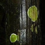 Oenocarpus bataua Bark